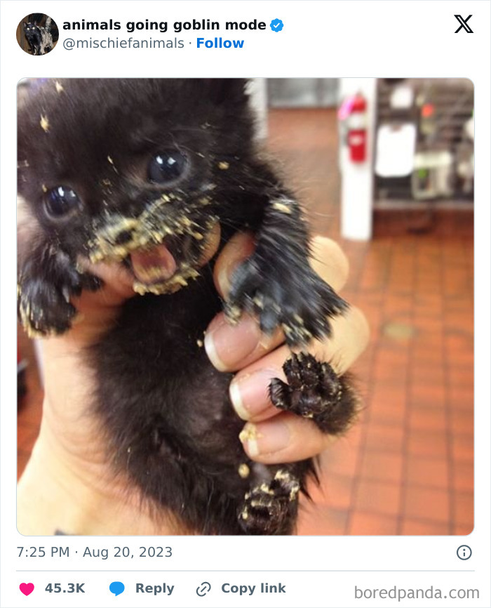 Animals-Going-Goblin-Mode-Pics