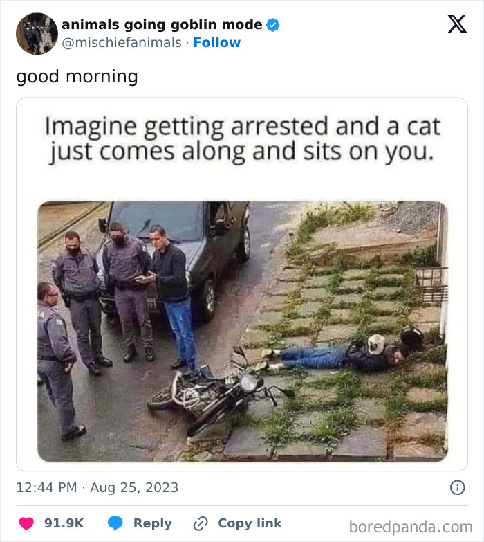 Animals-Going-Goblin-Mode-Pics