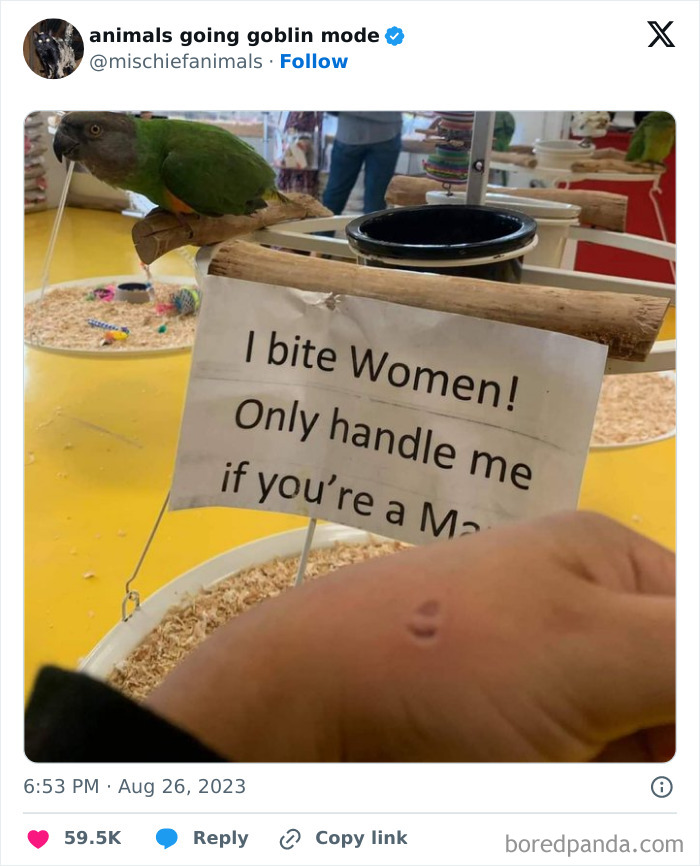 Animals-Going-Goblin-Mode-Pics