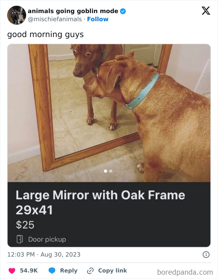 Animals-Going-Goblin-Mode-Pics