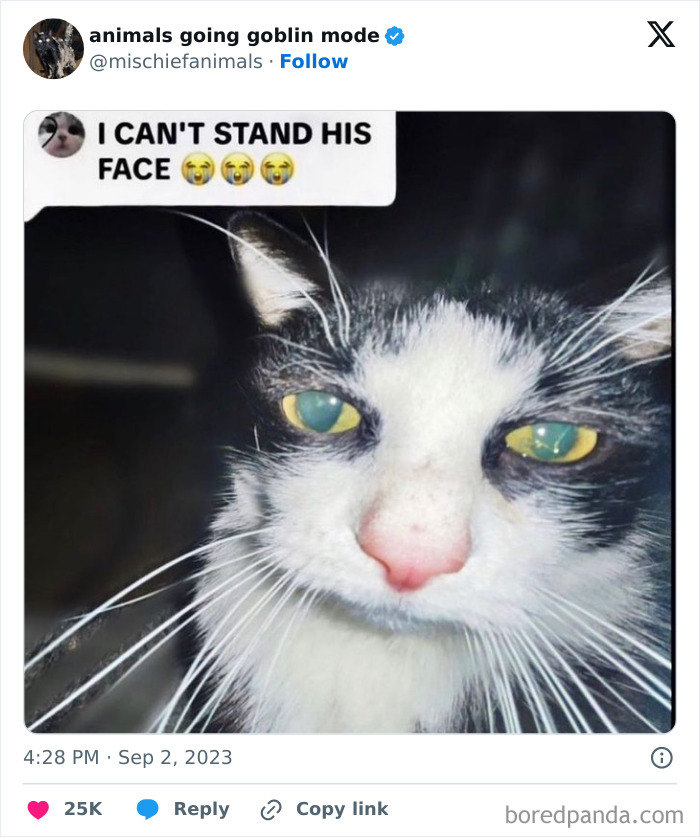 Animals-Going-Goblin-Mode-Pics