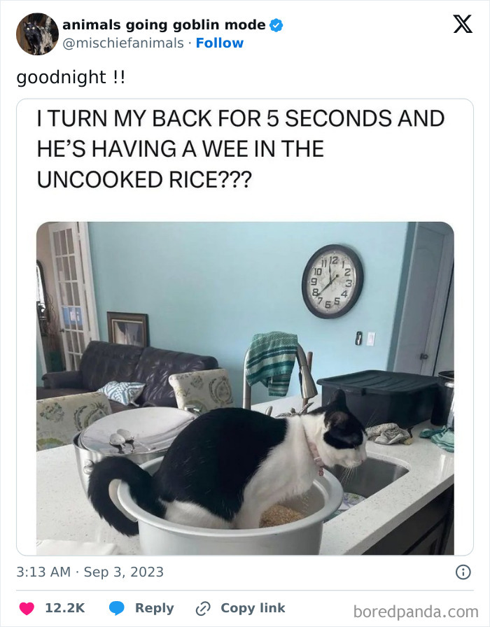 Animals-Going-Goblin-Mode-Pics