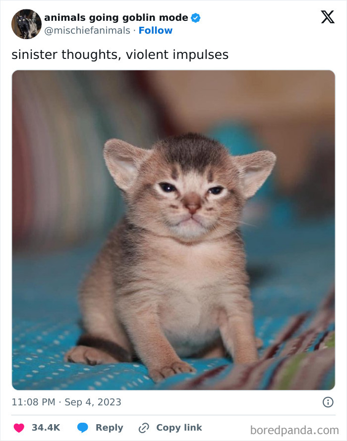 Animals-Going-Goblin-Mode-Pics