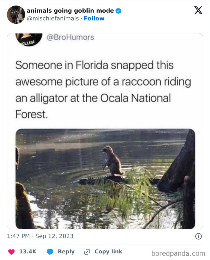 Animals-Going-Goblin-Mode-Pics