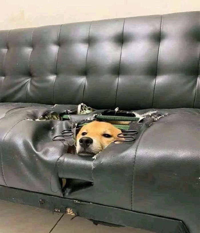 A dog meme showing a dog with its head poking through a large hole in a torn black leather couch. The dog looks content and slightly mischievous, highlighting the humorous and destructive nature of the scene.