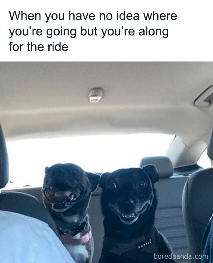 A dog meme featuring two small black dogs sitting in the backseat of a car, looking excited and happy. The text above the image reads, "When you have no idea where you’re going but you’re along for the ride." The dogs' expressions convey their enthusiasm and readiness for an adventure, even if they don't know the destination.