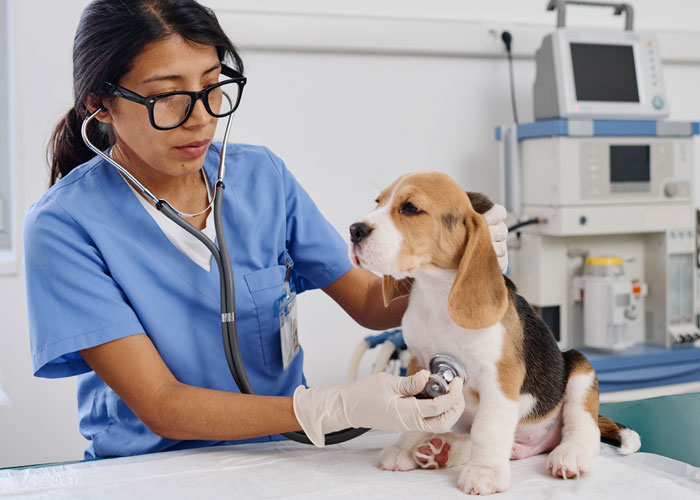 Woman Gets $800 Vet Bill After Her Dog Eats Roommate's Food, Wonders Who's To Blame