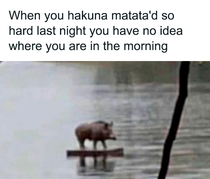 Pig standing confused on a narrow platform in water, illustrating a hilariously relatable meme about losing track after a wild night.