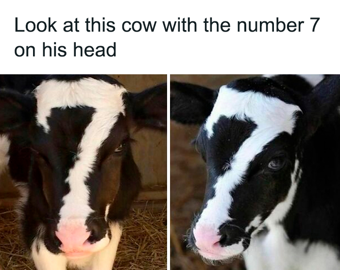 Cow with a unique white marking shaped like the number 7 on its head, from a collection of relatable memes on this IG page.
