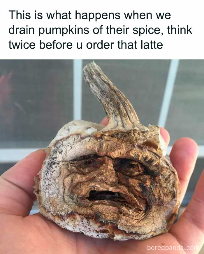Funny meme of a shriveled pumpkin resembling a face, humorously warning about pumpkin spice lattes.