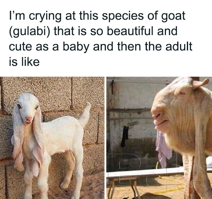 Oh How Cute. Wait. Whathefak