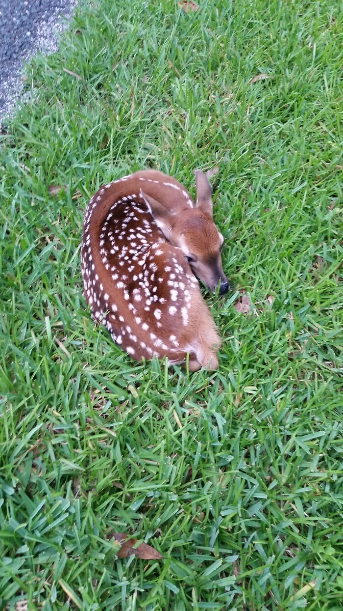 Most Adorable Visitor Today