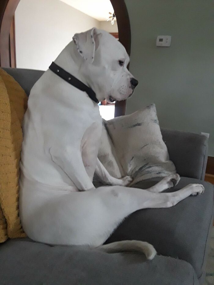 Oswin Got All Settled In, But, Alas, She Forgot The Remote