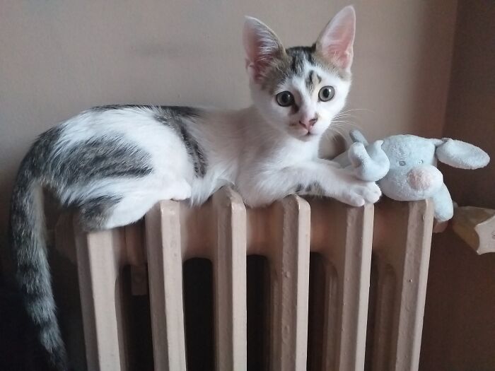 Kadife (R.i.p) With His Favorite Toy