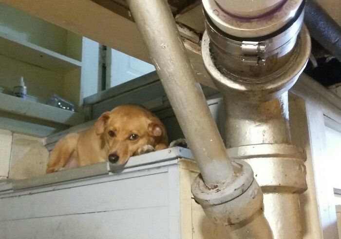 My Doggo Waited On The Stairs For Me To Come Up✨❤