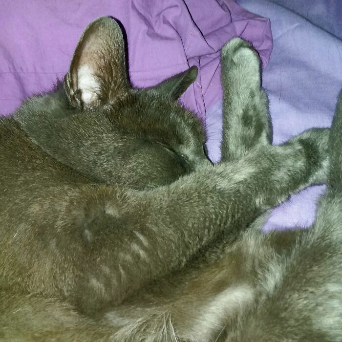 Squeaky, The Cat. He Walked In My Front Door. 2 Weeks Later A Bunch Of Kids Told Me He Was Theirs. He Went Back And Forth For A While. While He Was At My House, They Moved