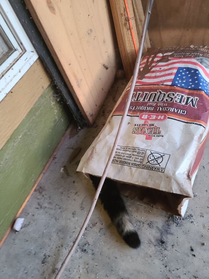 Found Her...in A Bag Of Charcoal?