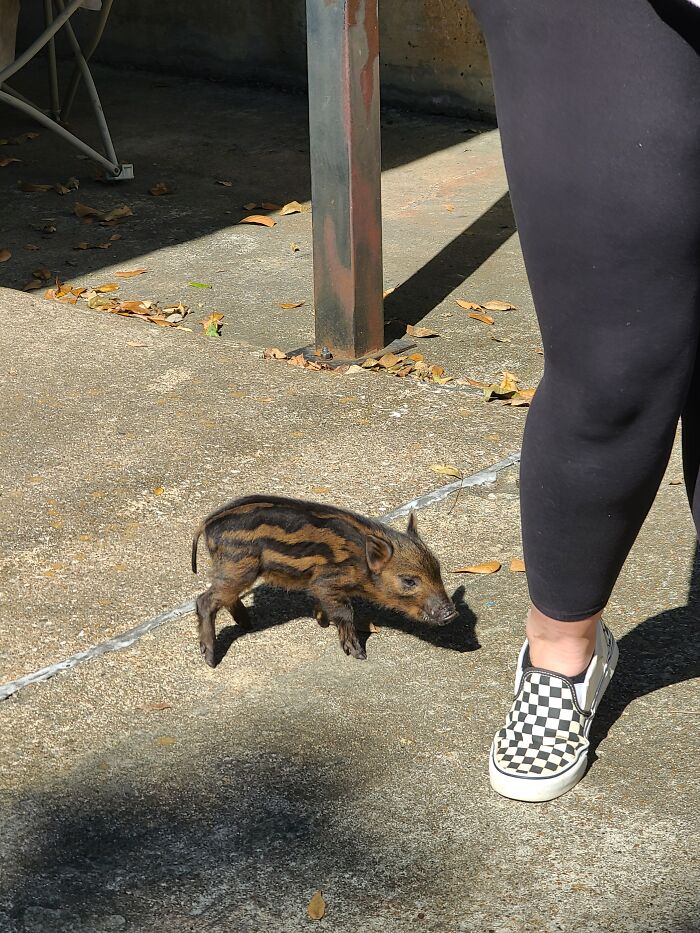 When An Employee Asked To Bring A New Pet To Work, I Didn't Expect This!