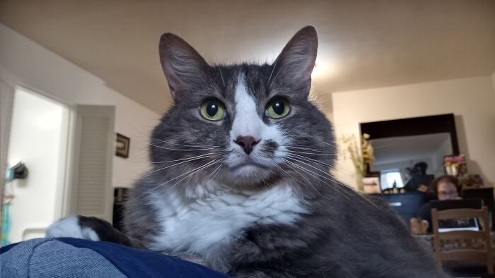 Window Watching From The Couch