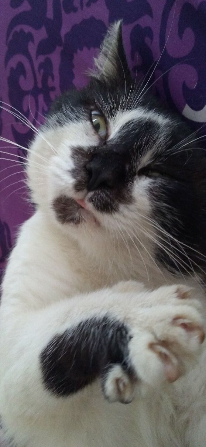 "The Catnip Hangover"