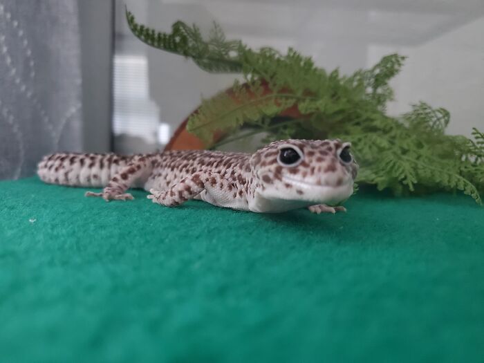 My Boy Yoshi. I Don't Know What Kind Of Dog He Is, Don't Ask