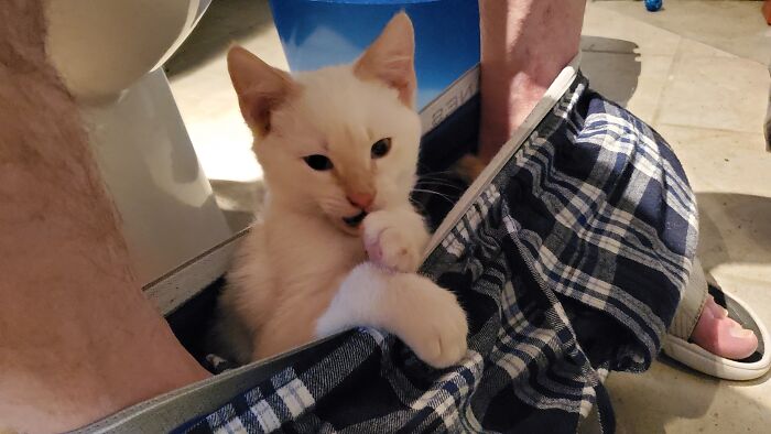 Life With Cat ... Binx - Flamepoint 'Mese