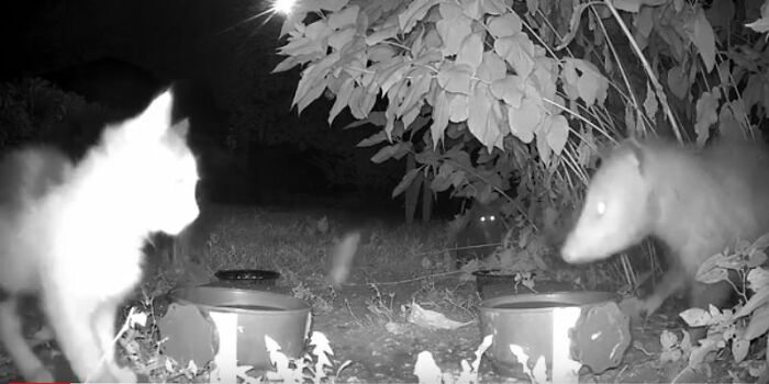 I Captured On Video Stray Animals That Come To My Backyard For Left Out Cat Food And Water