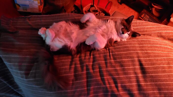 Teaddy Bear ... Sound Asleep - He Curls His Back Toes When He Sleeps