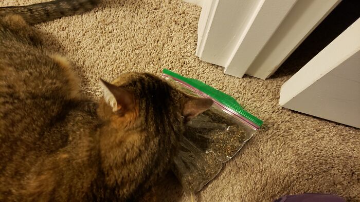 This Is My 17 Year Old Car Rolling Around In A Bag Of Cat Nip