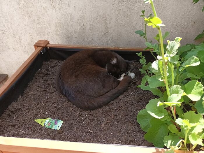 The Reason Why My Kitchen Herbs Won't Grow... Damn It Muffin!