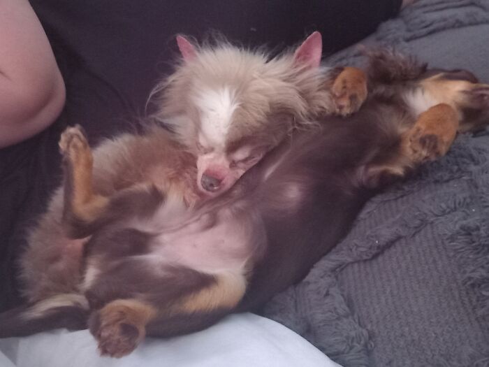 My Other Chihuahua Storm Deciding To Get In On The Pic With Milo