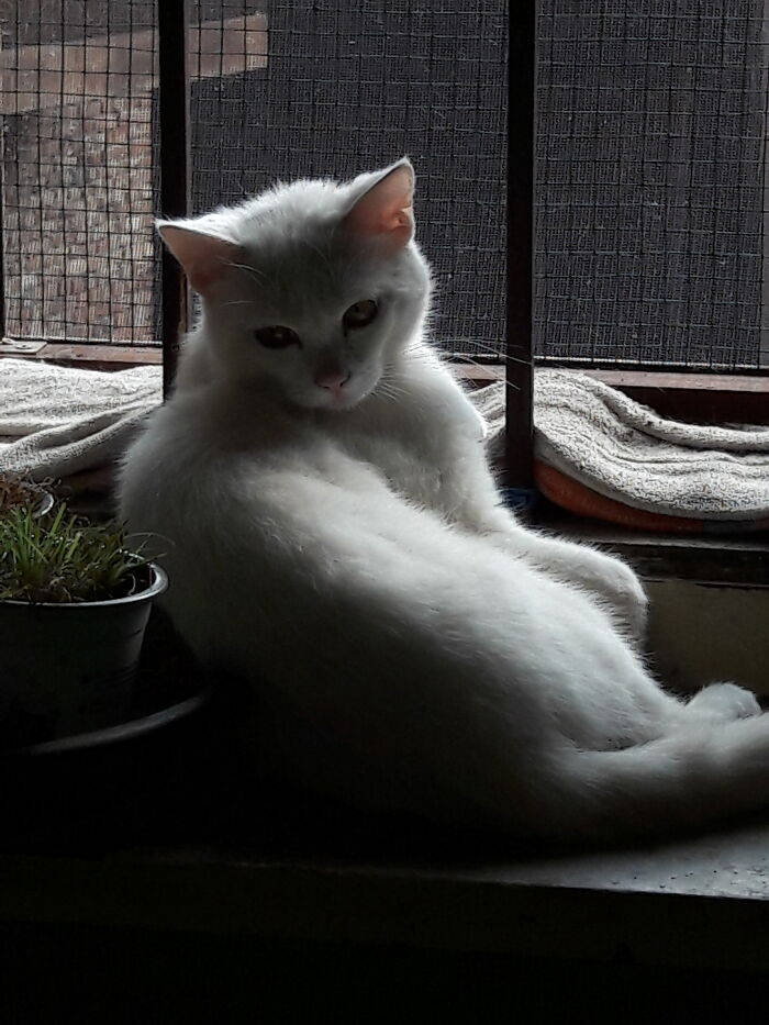 Our Latest Rescues, Merlin And Myrddin - Tgey Look Exactly The Same So One Pic Is Enough