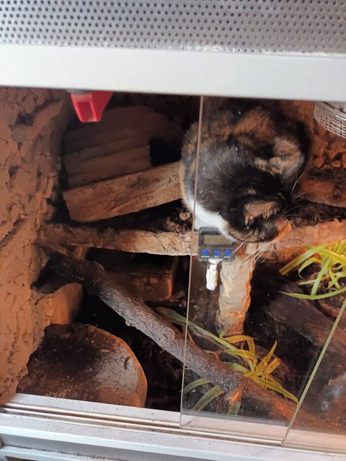 One Of My Cats Inside The Snake-Terrarium ... Okey