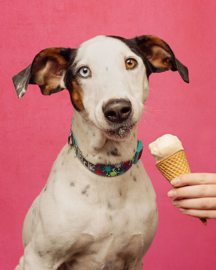 A photograph of a dog eating ice cream