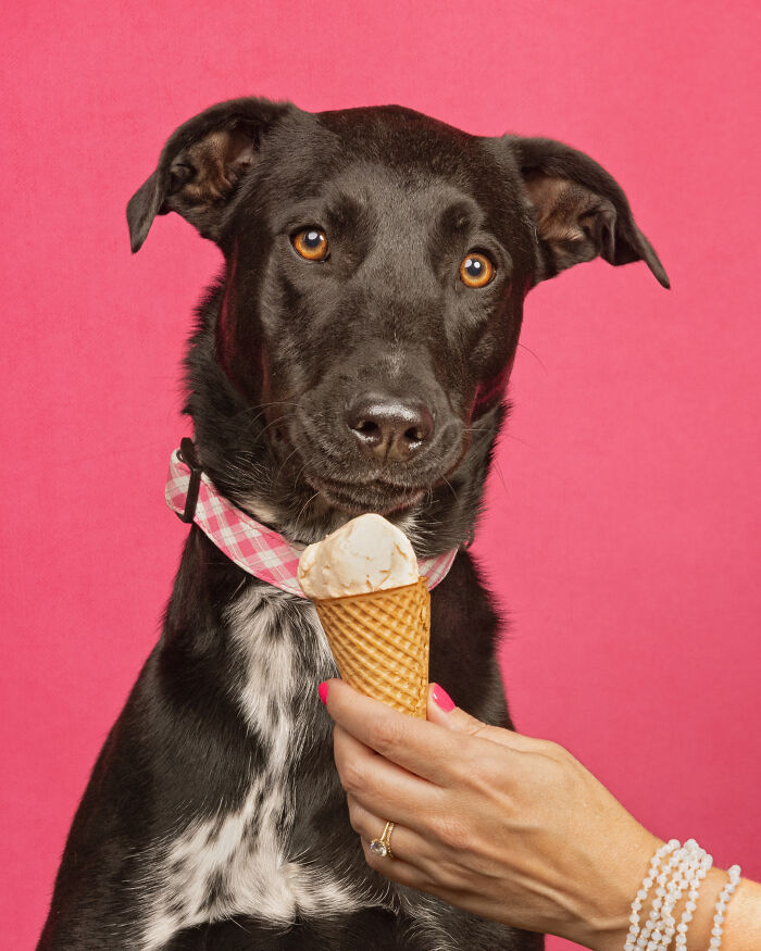 A photograph of a dog eating ice cream