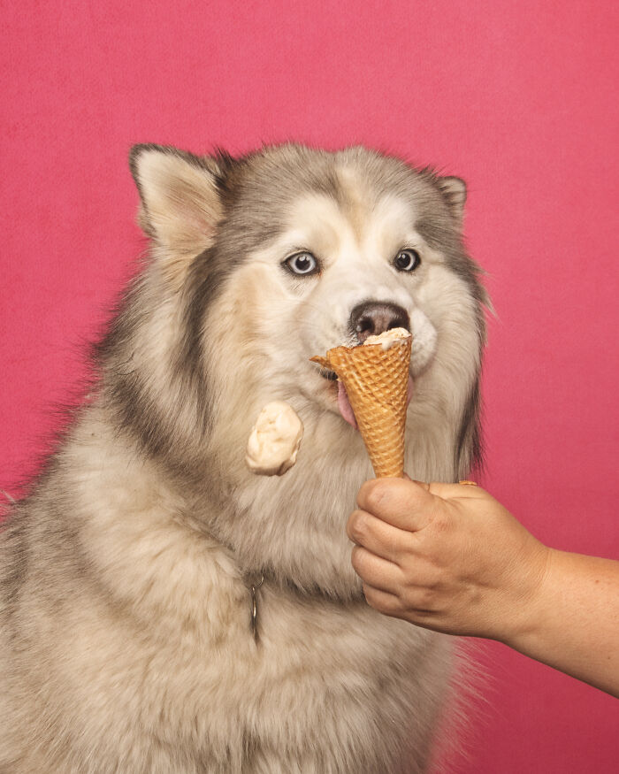 A photograph of a dog eating ice cream