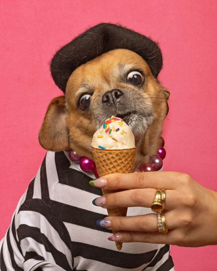A photograph of a dog eating ice cream