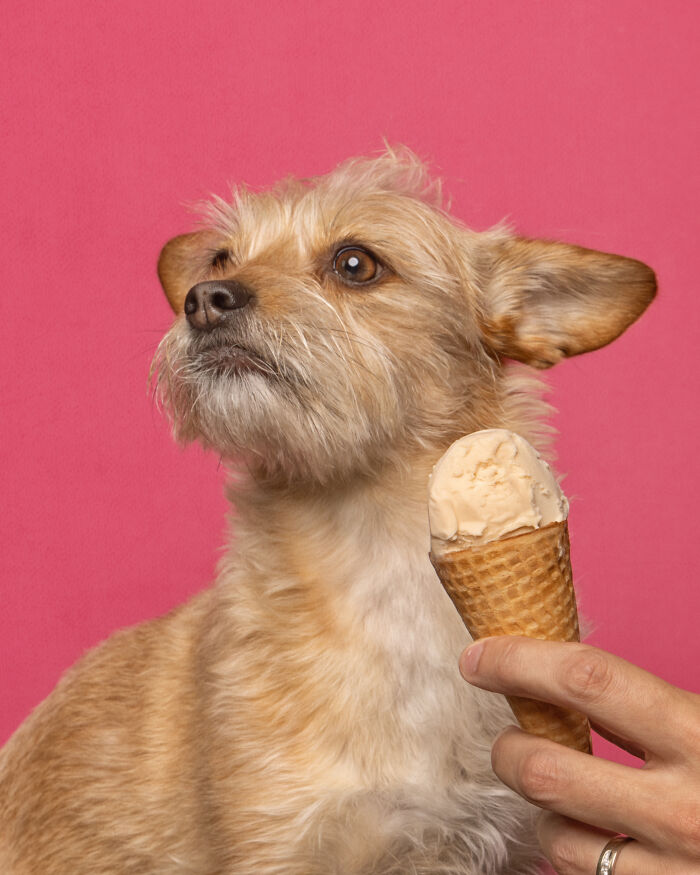 A photograph of a dog eating ice cream