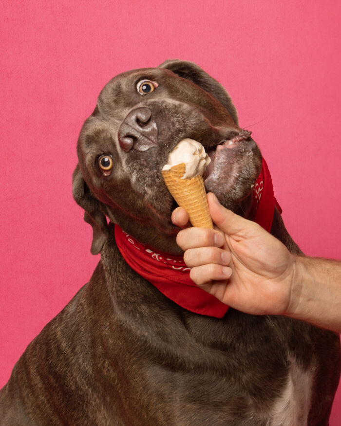 A photograph of a dog eating ice cream