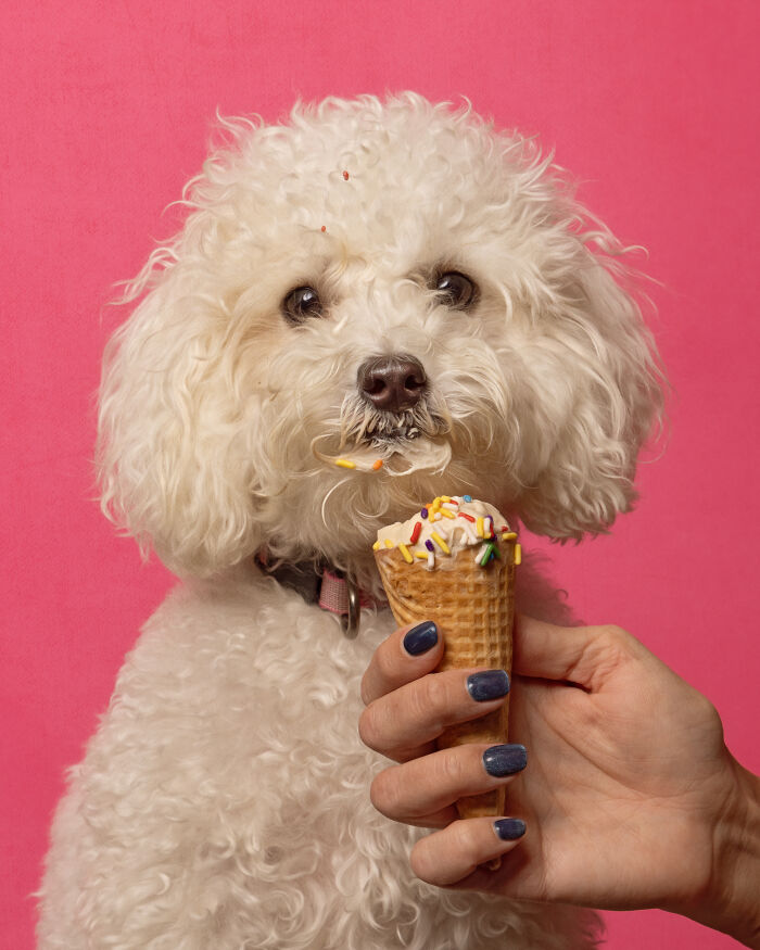 A photograph of a dog eating ice cream