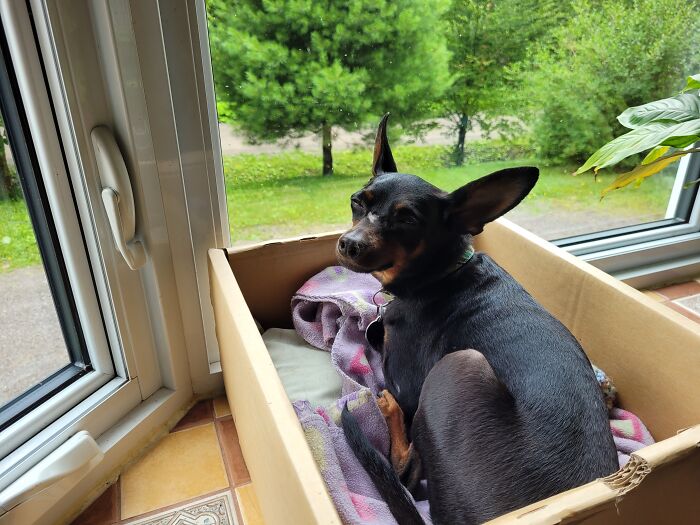 E.t., Our Newly Adopted Dog. He's 8 Years Old And Loves To Go In The Cat's Box