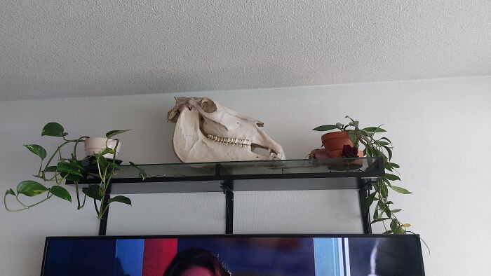 Many Strange Things, But The Most Beloved Is My Horsie. He Gets An Elf Hat Every Christmas