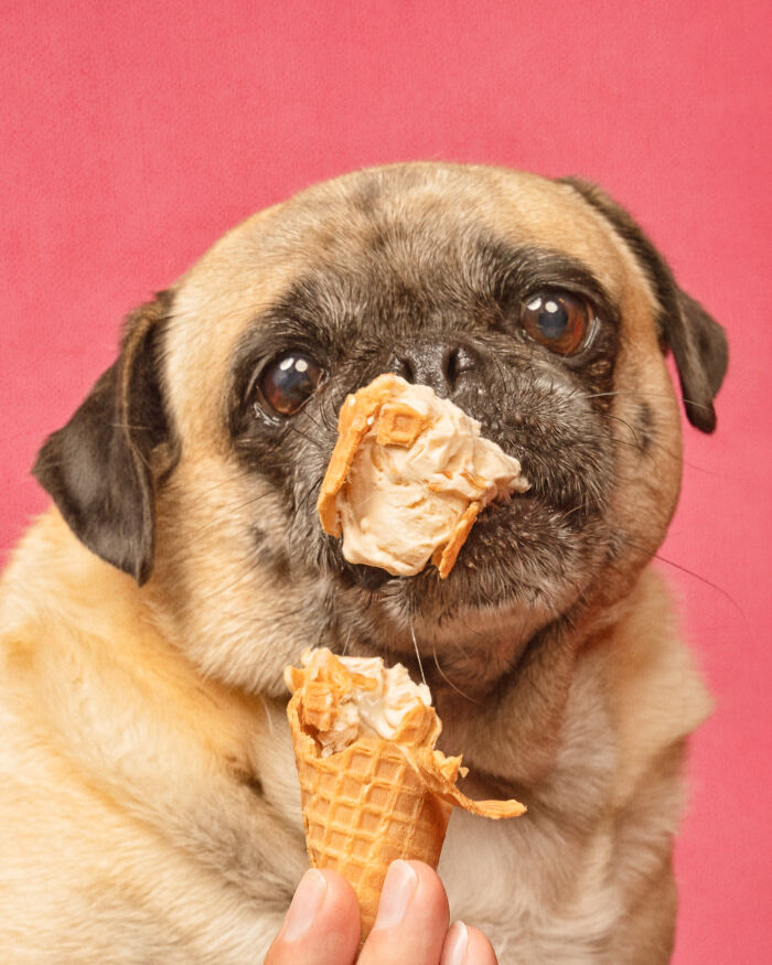 A photograph of a dog eating ice cream