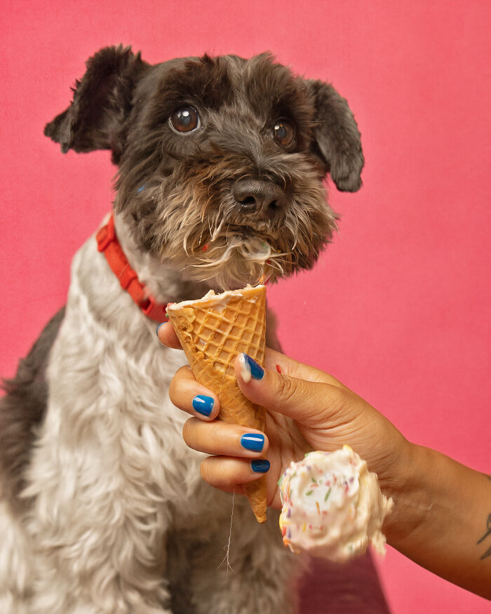 A photograph of a dog eating ice cream
