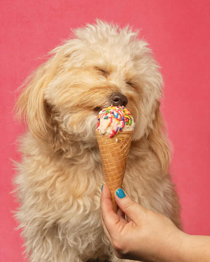 A photograph of a dog eating ice cream