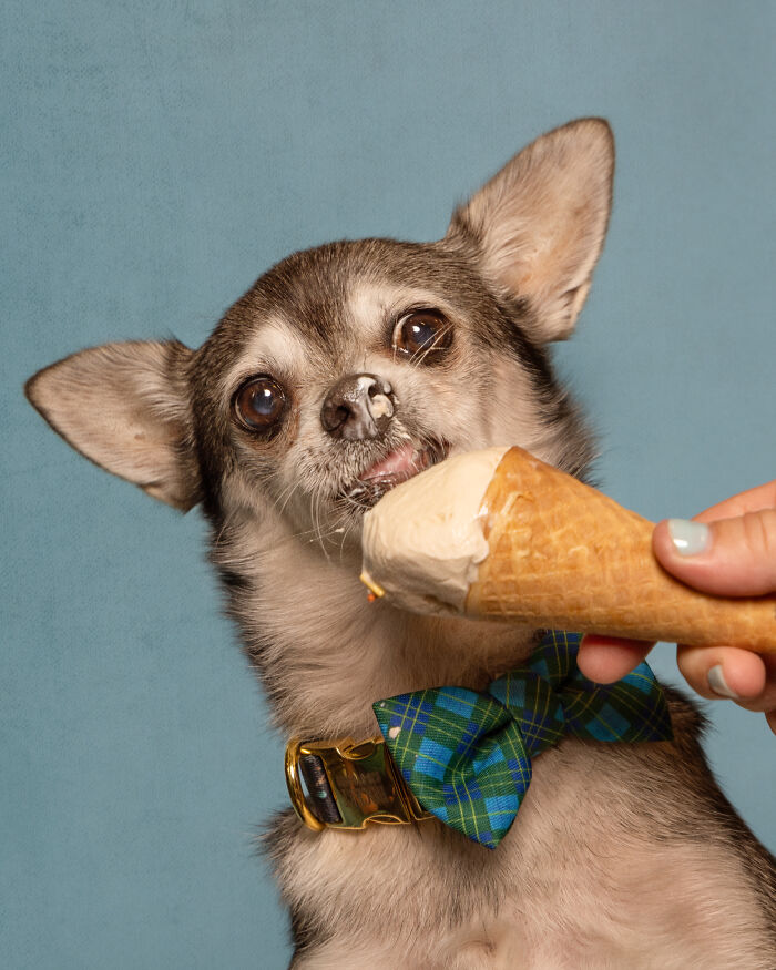 A photograph of a dog eating ice cream