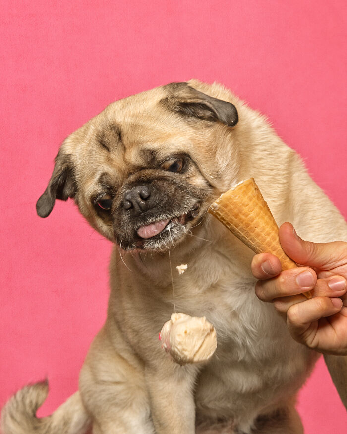 A photograph of a dog eating ice cream