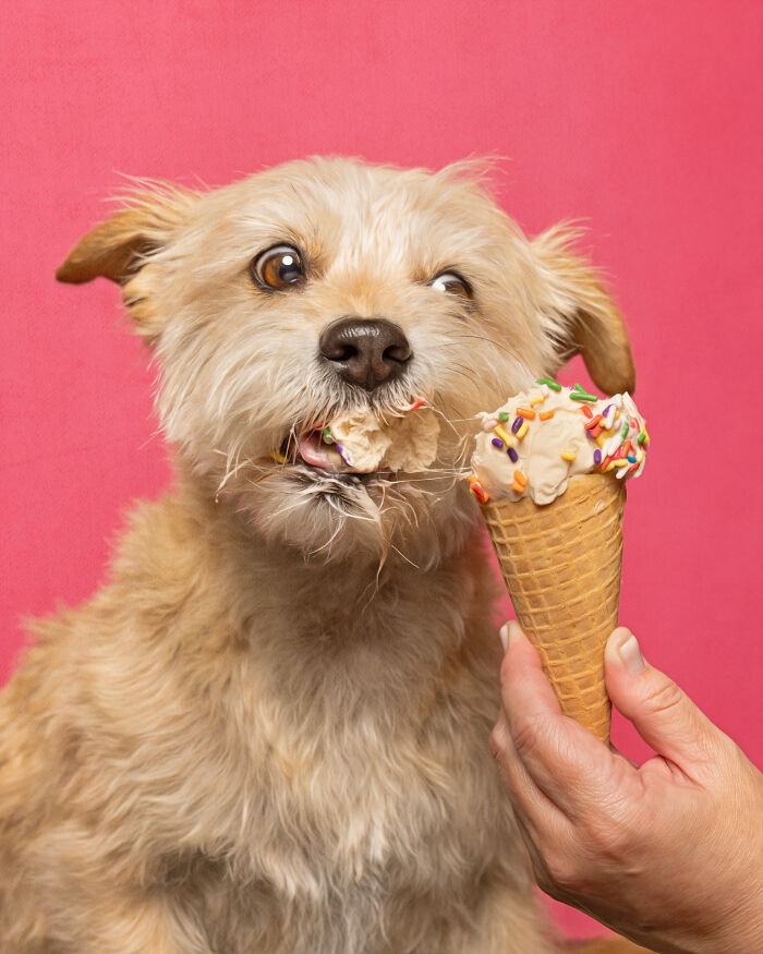 A photograph of a dog eating ice cream