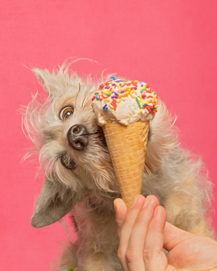 A photograph of a dog eating ice cream