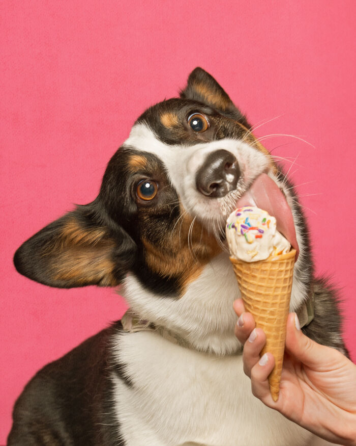 A photograph of a dog eating ice cream